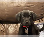 Small #5 Labrador Retriever