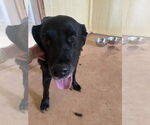 Small #2 Labrador Retriever Mix