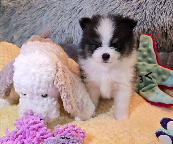 Medium Photo #35 Pomeranian Puppy For Sale in MENIFEE, CA, USA