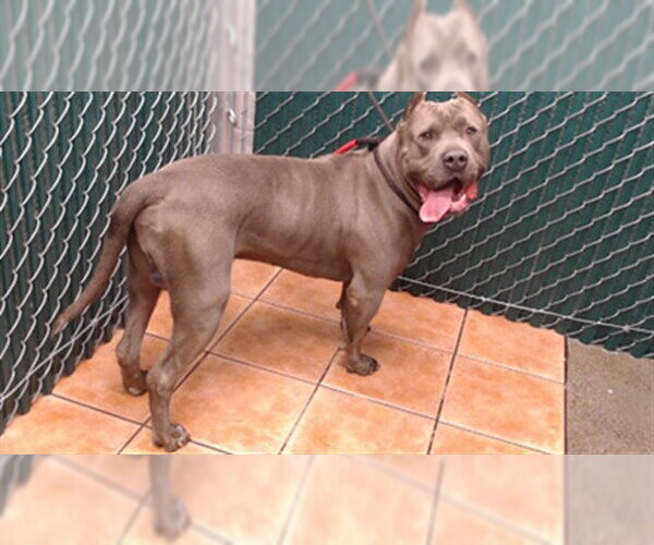 Medium Photo #1 Mutt Puppy For Sale in Downey, CA, USA