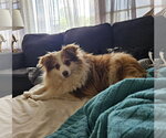 Small #1 Pomeranian Mix