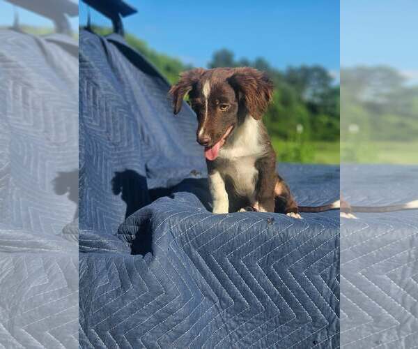 Medium Photo #7 Australian Shepherd-Chihuahua Mix Puppy For Sale in Wakefield, RI, USA
