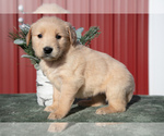 Puppy Brynn Golden Retriever