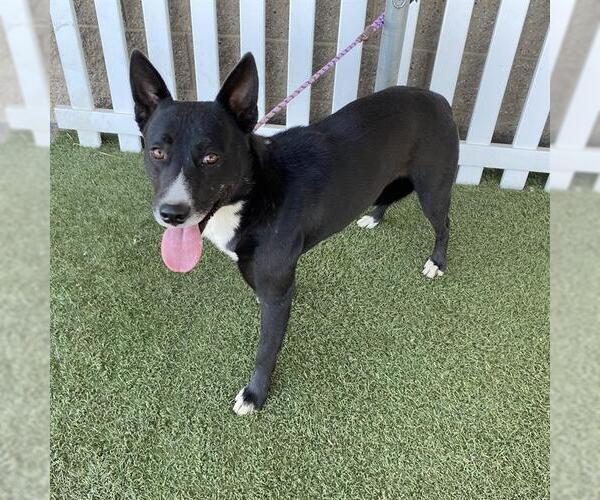 Medium Photo #1 Border Collie-Unknown Mix Puppy For Sale in Modesto, CA, USA