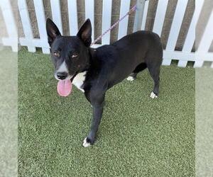 Border Collie-Unknown Mix Dogs for adoption in Modesto, CA, USA
