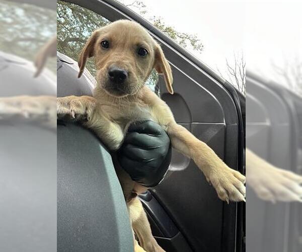 Medium Photo #1 Mutt Puppy For Sale in Houston, TX, USA