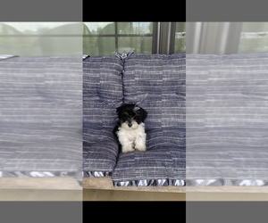 Medium Schnauzer (Miniature)