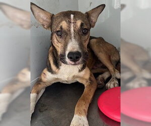 German Shepherd Dog Dogs for adoption in Stockton, CA, USA