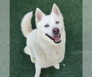 Huskies -Unknown Mix Dogs for adoption in Rockwall, TX, USA