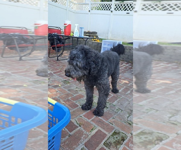 Medium Photo #1 Goldendoodle Puppy For Sale in WATERLOO, IL, USA