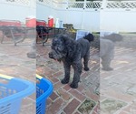 Small Photo #1 Goldendoodle Puppy For Sale in WATERLOO, IL, USA
