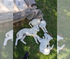 Alaskan Malamute-German Shepherd Dog Mix Puppy for Sale in WAYNESBORO, Pennsylvania USA