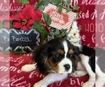 Small #8 Cavalier King Charles Spaniel