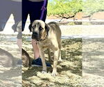 Small Mutt