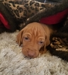 Small Photo #1 Vizsla Puppy For Sale in HALE CENTER, TX, USA