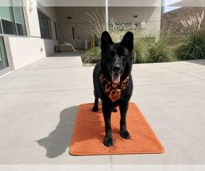 BLUE - Male German Shepherd Dog Dog for Adoption - Photo #4