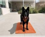 Small #3 German Shepherd Dog