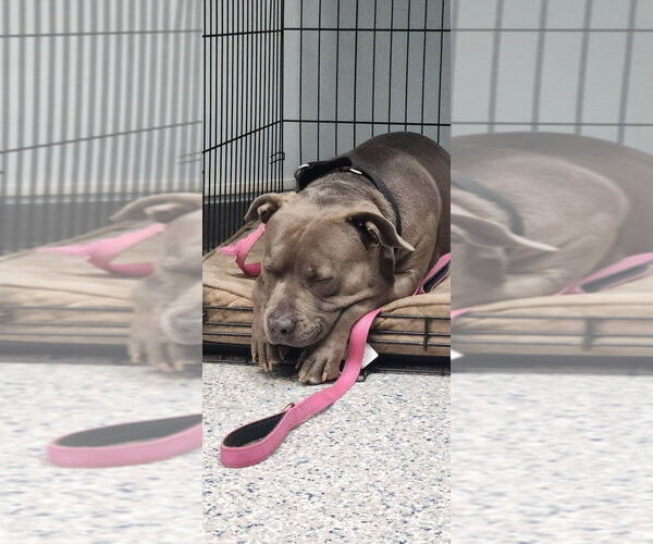 Medium Photo #23 American Staffordshire Terrier Puppy For Sale in Sayreville, NJ, NJ, USA