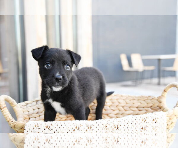 Medium Photo #1 Labrador Retriever-Unknown Mix Puppy For Sale in Sandy, UT, USA