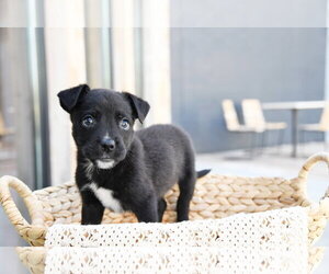 Labrador Retriever-Unknown Mix Dogs for adoption in Sandy, UT, USA