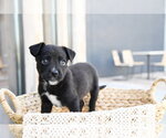 Larry Daley - Male Labrador Retriever-Unknown Mix Dog for Adoption - Small photo