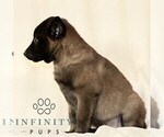 Small Photo #4 Belgian Malinois Puppy For Sale in RONKS, PA, USA