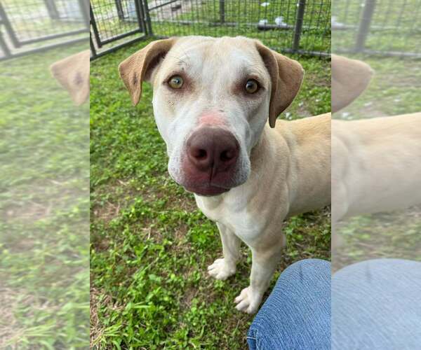 Medium Photo #11 Mutt Puppy For Sale in Abbeville, LA, USA