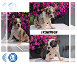 Small #9 Faux Frenchbo Bulldog