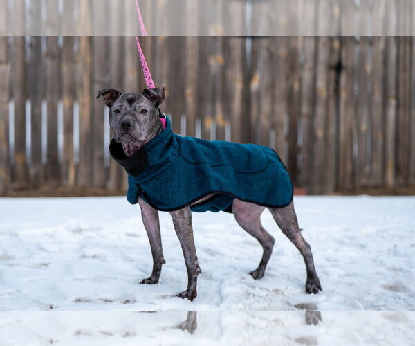 Medium Photo #2 Staffordshire Bull Terrier-Unknown Mix Puppy For Sale in Princeton, MN, USA