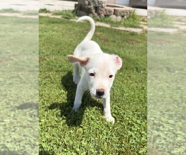 Medium Photo #7 Labbe Puppy For Sale in Aurora, IN, USA