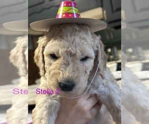 Medium Goldendoodle