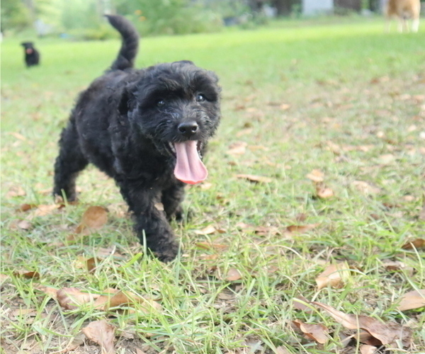 Medium Photo #1 Aussiedoodle Puppy For Sale in CONWAY, SC, USA