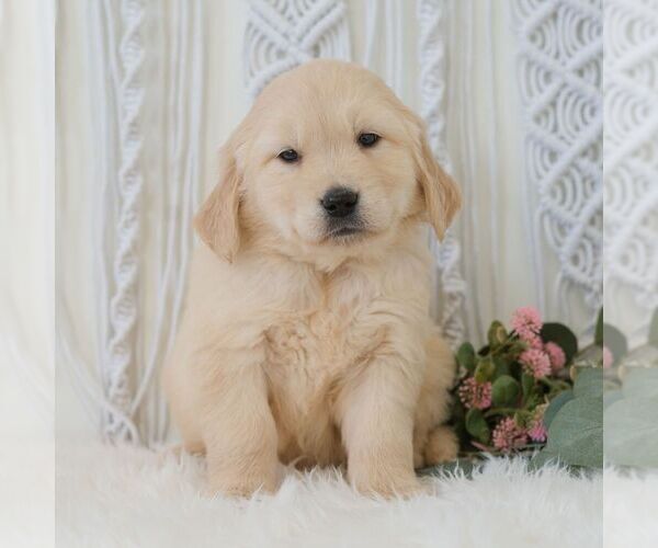 Medium Photo #5 Golden Retriever Puppy For Sale in NEWPORT, PA, USA