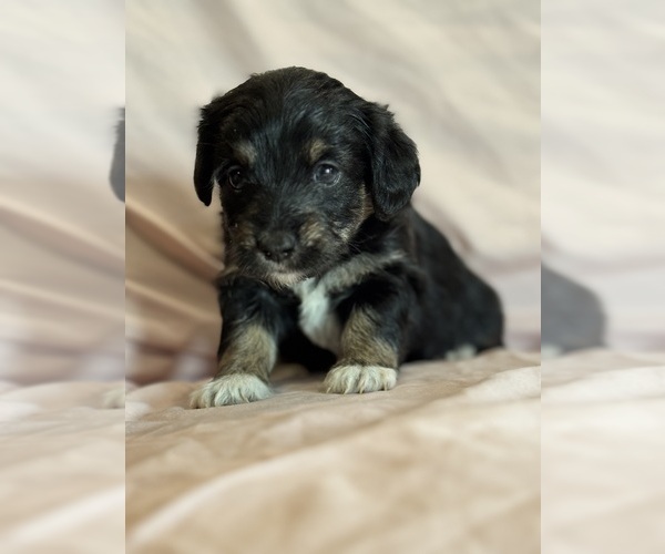 Medium Photo #5 Corgipoo Puppy For Sale in LONGMONT, CO, USA