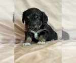 Song - Female Corgipoo Puppy for Sale - Photo #5