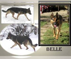 Mother of the German Shepherd Dog puppies born on 01/08/2024