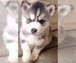 Small Photo #3 Siberian Husky Puppy For Sale in TUCSON, AZ, USA