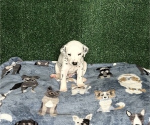 Medium Dalmatian