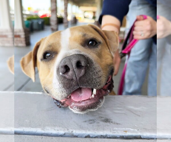 Medium Photo #6 American Pit Bull Terrier Puppy For Sale in San Jose, CA, USA