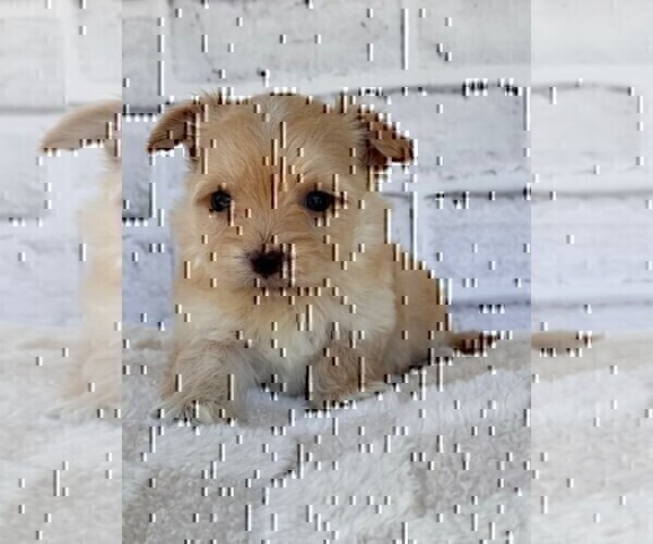 Medium Photo #14 Morkie Puppy For Sale in WEST PALM BEACH, FL, USA
