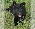 Small #4 German Shepherd Dog