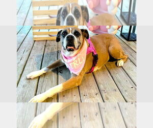 Boxer Dogs for adoption in Austin, TX, USA