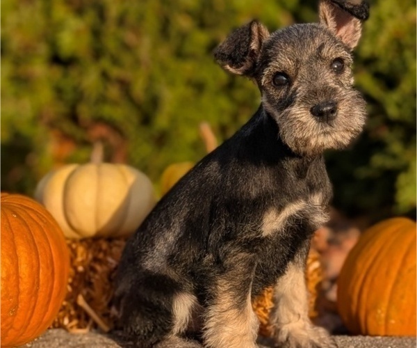 Medium Photo #46 Schnauzer (Miniature) Puppy For Sale in GOSHEN, IN, USA