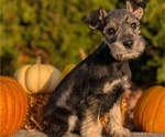 Small Photo #46 Schnauzer (Miniature) Puppy For Sale in GOSHEN, IN, USA