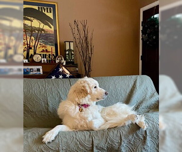 Medium Photo #9 Great Pyrenees Puppy For Sale in Spring, TX, USA