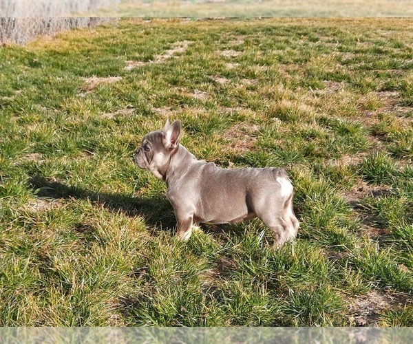 Medium Photo #4 French Bulldog Puppy For Sale in Kaposvar, Somogy, Hungary