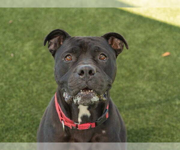 Medium Photo #3 Mutt Puppy For Sale in Martinez, CA, USA