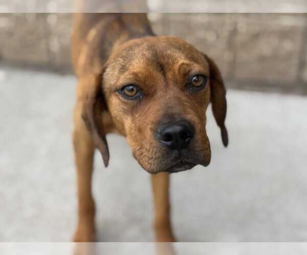 Medium Photo #1 Redbone Coonhound-Unknown Mix Puppy For Sale in Tulsa, OK, USA