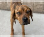 Small Redbone Coonhound Mix