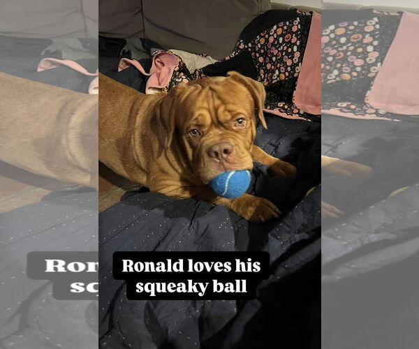 Medium Photo #1 Dogue de Bordeaux Puppy For Sale in Goodyear, AZ, USA